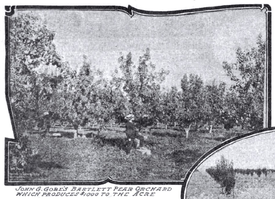 The Gore pear orchard in southern Oregon, about 1907.